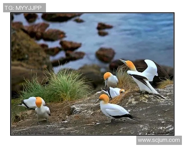 葡萄牙与新西兰精彩对决回顾及赛后分析全景呈现